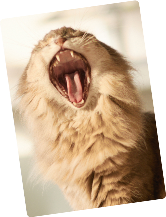 The Design Project team member